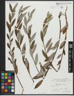 Foto von Salix alba subsp. vitellina (L.) Arcang.